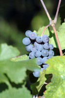 /album/termeszetfotok/erik-a-szolo-hajlik-a-vesszo-jpg/